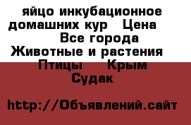 яйцо инкубационное домашних кур › Цена ­ 25 - Все города Животные и растения » Птицы   . Крым,Судак